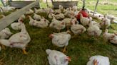 Supporters push Kewanee council to allow in-town chicken-raising