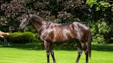 Coolmore Still Deciding Fee for Wootton Bassett