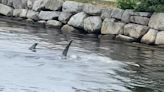 Videos online appear to show two recent shark sightings in Nova Scotia waters