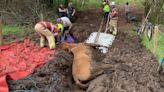 Fire crews rescue 20-year-old horse from bog in Brecon