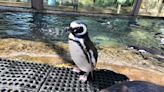 Meet the penguins! How to spot all 29 penguins in the Jacksonville Zoo’s colony by name