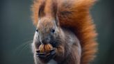 Leprosy in Medieval England Probably Came From Red Squirrels