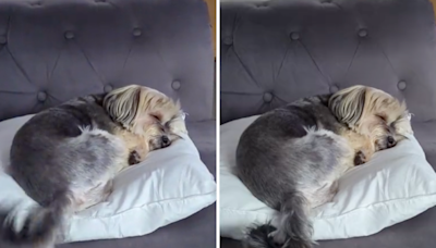 Internet obsessed with sleeping dog wagging tail in his dream: "Sobbing"