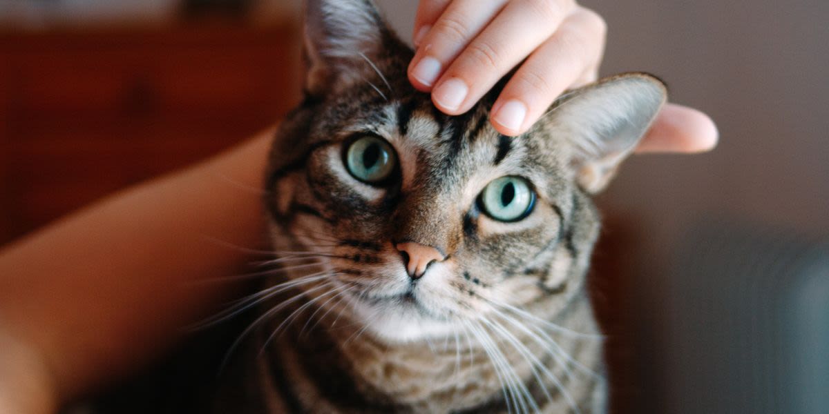 Turns Out, Cats Like When You Use A 'Baby Voice'