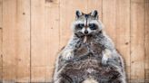 Woman 'Babysits' Huge Raccoon and People Are Totally Smitten