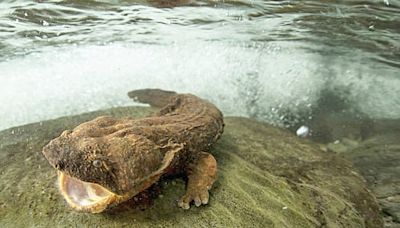 Hellbender project a good indicator of water quality in Ohio - Outdoor News