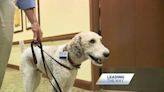 Therapy poodle brings comfort to hospice patients at St. Luke's Hospital