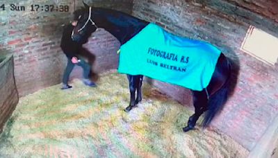 El aberrante video que muestra cómo un jockey y cuidador de caballos mató a un pura sangre