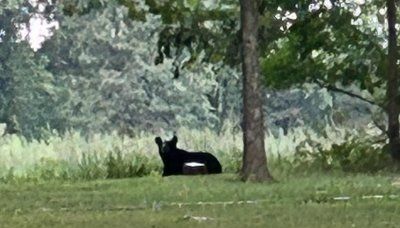 Black bear caught on camera during rare visit to Illinois