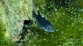 The Ever-Resilient Pupfish Makes a Comeback in Death Valley