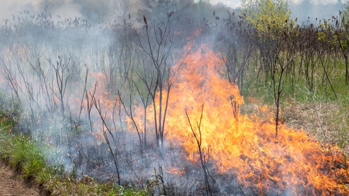 Livingston County among 4 Michigan counties to see controlled burns Wednesday