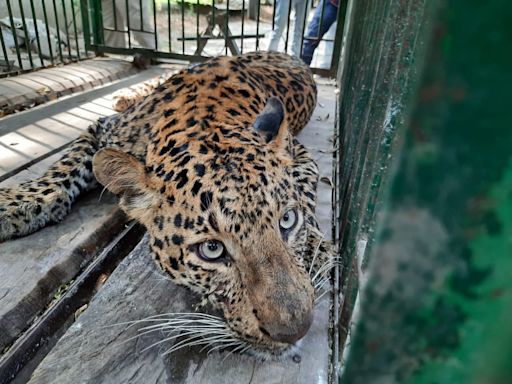 Aurangabad News: No Trace of Leopard Even After Six Days; Illicit Liquor Seized in Harsul; Woman Booked for Duping Mother-in-Law...