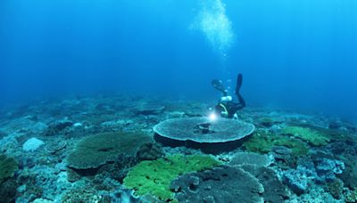 棘冠海星肆虐環礁 東沙珊瑚保衛戰告急 | 東沙環礁 | 魔鬼海星 | 大紀元