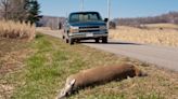 Who is responsible for cleaning up roadkill and how do they dispose of it?