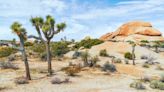 Rescatan a pareja que se quedó sin agua en el desierto cerca del parque nacional Joshua Tree en California