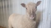 One fugitive Windsor sheep captured, one still on the lam