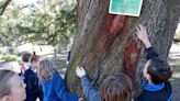 'A season to everything': Neighbors, students say goodbye to McCauley Park oak 'Twister'