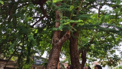 On Nature Conservation Day, schoolchildren in Telangana tie rakhee to beloved tree