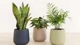 The Absolute Hardest Houseplants to Kill, According to Plant Pros