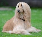 Afghan Hound