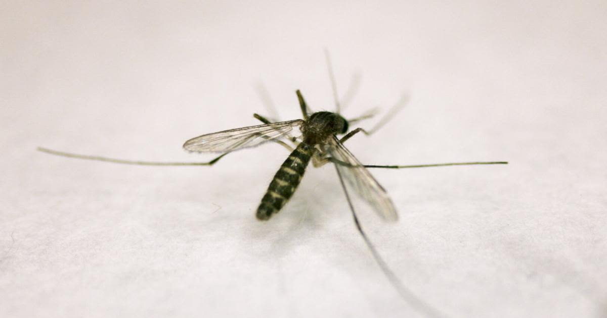 Trap tests positive for West Nile virus in Denton County; fogging scheduled this weekend