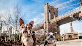 Here’s how you can elect NYC’s next dog mayor