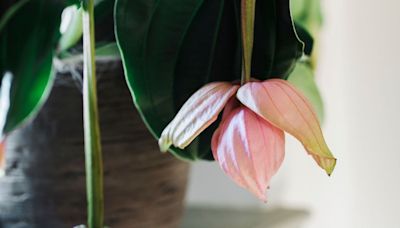 La rara y cautivadora medinilla, la planta de las tres mentiras