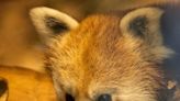 Dorji, 10-month-old red panda, makes public debut at Beardsley Zoo
