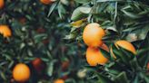 Oranges: Benefits Inside This Hydrating, Sweet Citrus Fruit