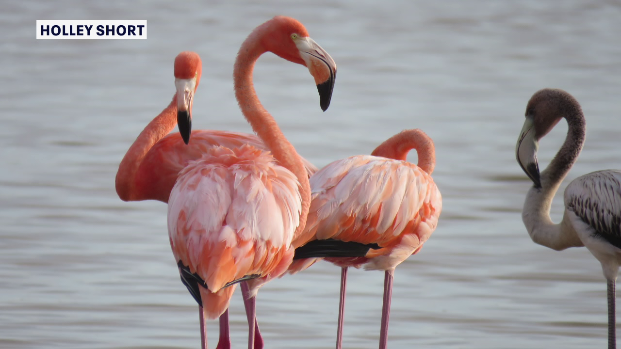 More than 100 wild flamingos counted in Florida, census shows