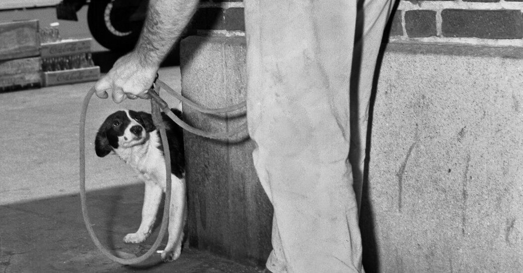 How Americans Learned to Be Kinder to (Some) Animals