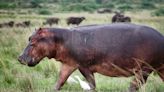 Les hippopotames ne peuvent pas nager, mais ils peuvent voler, selon une étude