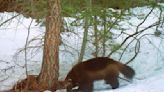 Wolverines vanished from California a century ago. Is it time to bring them back?