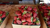 This humble fruit stand might have California's best strawberries