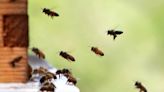 Texas House race swarmed by planted bee allegations