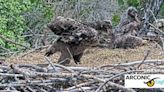 Arconic eaglets named Caitlin and Clark