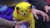 Puppy Store Owner Fined for Painting Dog To Look Like Pikachu