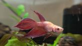 What is a betta fish's lifespan? What to know about how long they live, how to care for them.