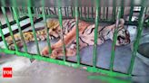 Tiger cub dies, fortnight after rescue | Bhopal News - Times of India