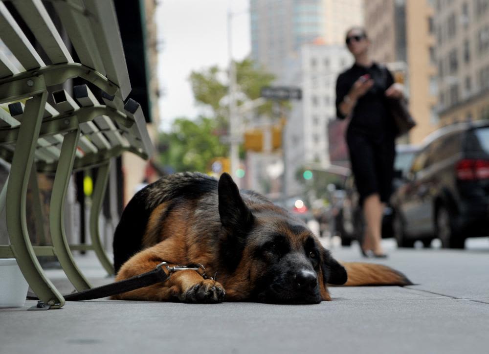 ‘I couldn’t get him to move’: dog owners struggle through US heatwave