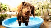 Six cheap ways to keep your pets cool this summer