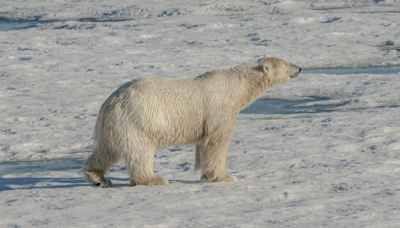 Polar bears kill a worker in a rare attack in Canada's Arctic region