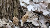 Get your baskets out, Iowans. Here's your guide to morel mushroom hunting and safety tips