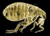 The Flea (poem)