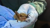 Snohomish County bat tests positive for rabies