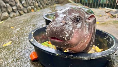 Moo Deng: Baby pygmy hippo is Thailand’s latest online sensation. But her keeper is worried about her fame | CNN