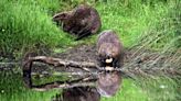 Le castor, allié discret de l'environnement, est de retour dans les rivières françaises