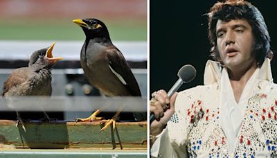 Inside Elvis Presley's Bird Room that’s not on the Graceland tour