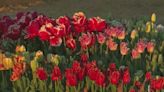 Wooden Shoe Tulip Festival to close a week early due to early blooming season