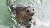 Number of sick and injured seal pups treated rises by more than a quarter | ITV News